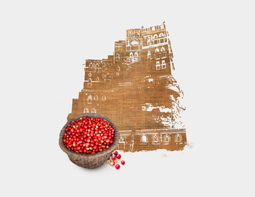  Cultivado no Iêmen }