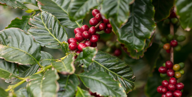  OS 10 BENEFÍCIOS DO CAFÉ