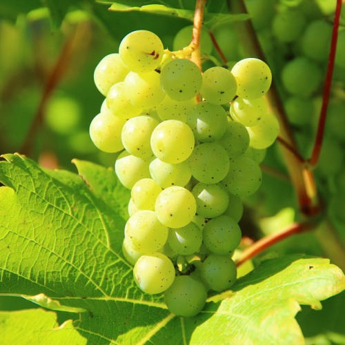 Vinho Adega Mayor Branco Reserva do Comendador Altitude 2022