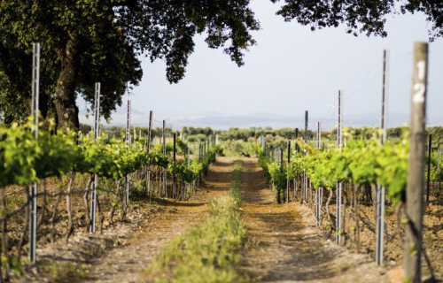 Vinho Adega Mayor Tinto Reserva do Comendador Altitude 2021