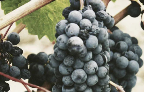 Vinho Adega Mayor Tinto Caiado 2022 750ml