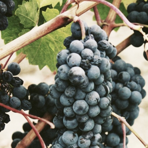 Vinho Adega Mayor Tinto Merlot 2020 750ml