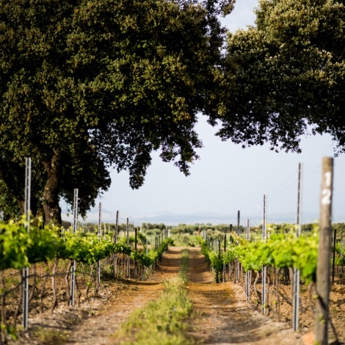 Adega Mayor Reserva do Comendador Tinto 2019 750ml
